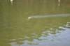mwcnatsday34674_small.jpg