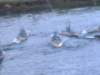 dscf0139_small.jpg